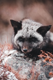 冬季户外银狐图片