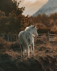 白色马在牧场上行走图片