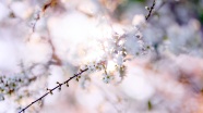春天粉色樱花图片