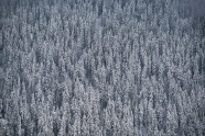 冬季树林鸟瞰图