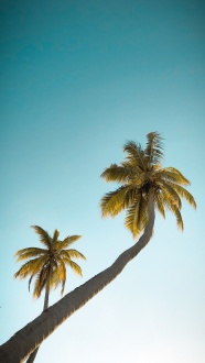 热带棕榈树摄影图片