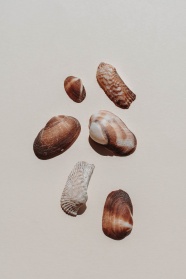 不同形状贝壳图片