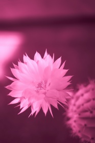 微距花卉滤镜摄影图片