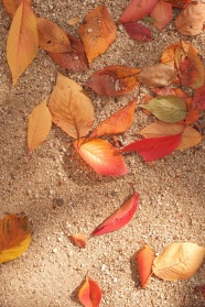 沙地枯黄落叶图片