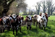 农牧场一群奶牛图片