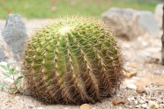 沙漠仙人球种植图片