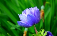 春天紫色海葵花开放图片