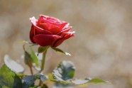 一朵红色玫瑰花朵  图片