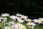 花园白色雏菊花朵图片
