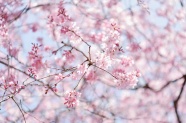 春天樱花盛开景观图片