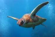 深海海龟游泳图片