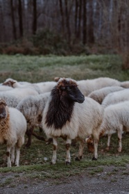 大草原羊群图片
