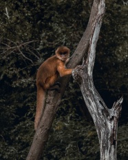 小猴子爬树图片