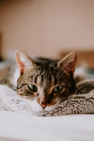 一只猫躺在床上图片