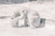 雪地白色北极熊图片