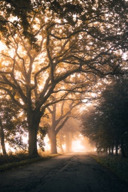 秋季雾气朦胧树林小路图片