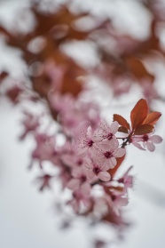 微距粉色樱花图片摄影