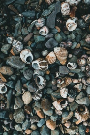 鹅卵石碎石贝壳海螺图片