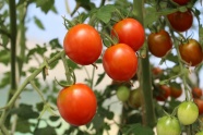 菜园西红柿成熟图片