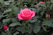 漂亮粉红玫瑰花朵图片