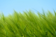 绿色小麦壁纸摄影图片