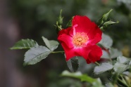 春天红玫瑰开花图片