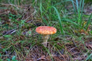 草丛飞鹅膏菌菇图片