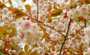 春天开满樱花的樱花树图片