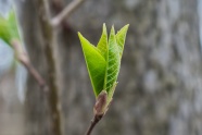 春天树木枝叶嫩芽图片
