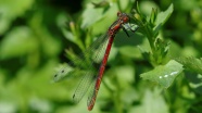 红蜻蜓野生动物图片