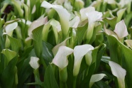 白色植物花朵观赏图片