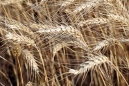 原野成熟小麦麦穗图片