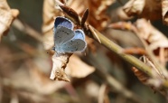 淡蓝色斑点蝴蝶图片