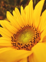 黄色向日葵的微距镜头图片