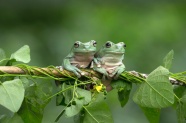 一对绿蛙在树枝上图片