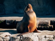 海豹在动物园里晒太阳图片