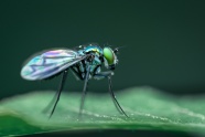 高清蝇类昆虫图片