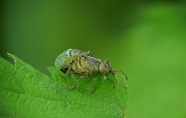 两只甲虫绿色背景图片