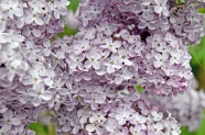 淡紫色丁香花朵图片