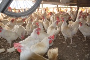 农场饲养鸡群图片
