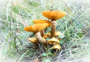 草地菌菇群图片