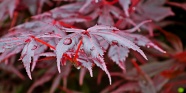 雨后红色嫩枫叶图摄影图片
