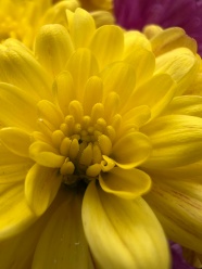 微距摄影中的黄色菊花图片