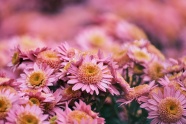 粉色非主流雏菊图片