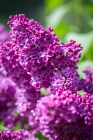 紫色野生丁香花图片