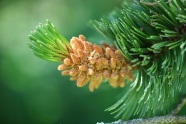 绿色松科植物图片