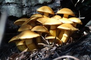 野生真菌小蘑菇图片