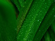 绿色养眼雨滴绿叶图片
