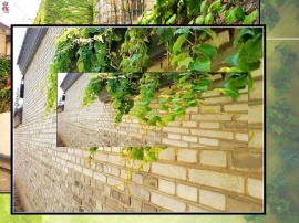 老墙新绿PPT模板下载