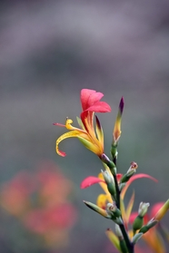 花卉植物玫瑰花图片